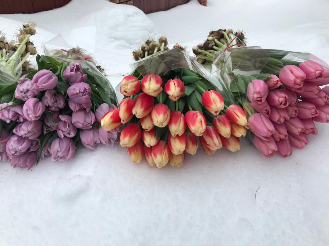 Букет тюльпанов